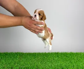 Effi - Кавалер кинг-чарльз-спаниель Щенок на продажу