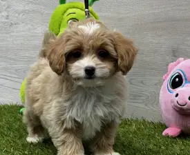 Zicco - Maltipoo Angebotener Welpe