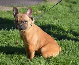 Brillant Sang Royal Virtus - Francia bulldog eladó kiskutya