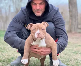 Choco - American Bully - Pocket Puppy for sale