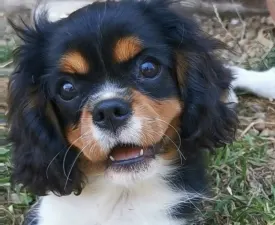 Jadie - Cavalier King Charles spániel eladó kiskutya