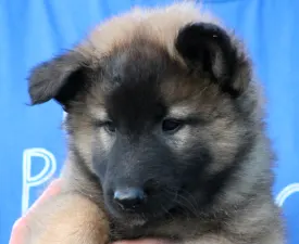 Xris - Belgian Shepherd Dog Puppy for sale