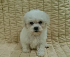 Emmy - Bichon frisé eladó kiskutya