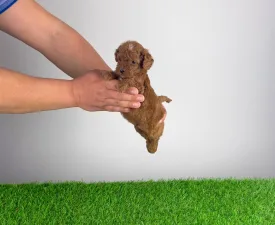 Livio - Poodle Miniature Puppy for sale