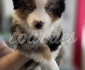 Against All Odds Sparkles Of Joy - Миниатюрная американская овчарка Щенок на продажу