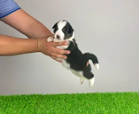 Veron - Australian Shepherd Cucciolo in vendita