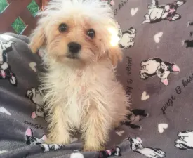 Cuki - Maltipoo Angebotener Welpe