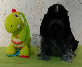 Dr. Dolittle  - Angol Cocker spániel eladó kiskutya
