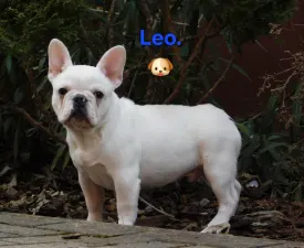 Leo - Francia bulldog eladó kiskutya