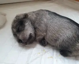 Genuine - Törpe schnauzer eladó kiskutya