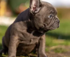 Elena - French Bulldog Puppy for sale