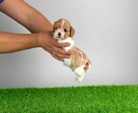 Dina - Кавалер кинг-чарльз-спаниель Щенок на продажу