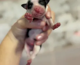 Powder Panda Boy - Chinese Crested Dog eladó kiskutya