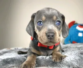 Neila - Dachshund Puppy for sale