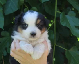 Gladstone Aussies Kill Them With Kindness - Berger australien Chiot à vendre