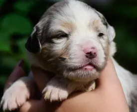 Winstead No Fear Forever - Australský ovčák Štěně na prodej