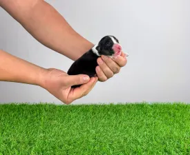 Cagan - Ausztrál juhászkutya eladó kiskutya