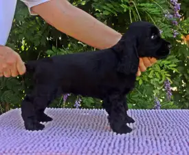 Bellona - Englischer Cocker Spaniel Angebotener Welpe