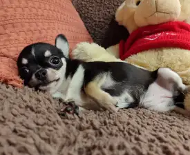 Uvala  - Chihuahua Cucciolo in vendita