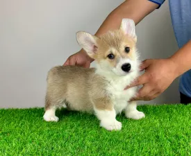 Ryky - Pembroke Welsh Corgi eladó kiskutya