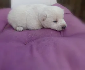 Scamp Crowd Fiorella - Shiba Puppy for sale