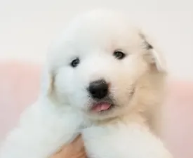 Brilliant - Pyrenean Mountain Dog Puppy for sale