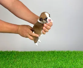 Wilbur - Welsh Corgi Pembroke Angebotener Welpe