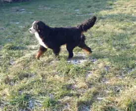 Elza - Törpe schnauzer eladó kiskutya
