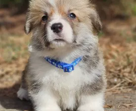 Thomas - Pembroke Welsh Corgi eladó kiskutya