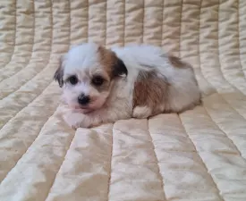 Sammy - Havanese Puppy for sale