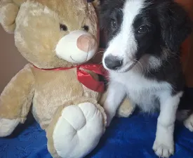 Dazzling Borders Brilliant Dream - Border Collie Chiot à vendre