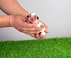 Helen  - Кавалер кинг-чарльз-спаниель Щенок на продажу