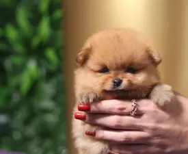 Leonardo💚  - German Pomeranian Spitz Puppy for sale