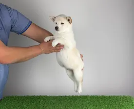 Mitsuaki - Shiba Inu Cățeluș de vânzare