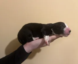Gracy - Border Collie Puppy for sale