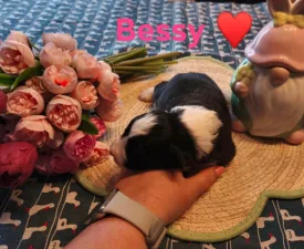 Bessy - Border Collie eladó kiskutya