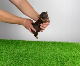 Melac - Yorkshire Terrier eladó kiskutya