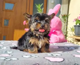 Málna - Yorkshire Terrier eladó kiskutya
