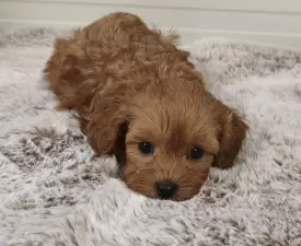 Ursi - Cavapoo Chiot à vendre