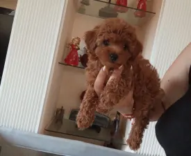 Poodle Toy F - Toy uszkár eladó kiskutya
