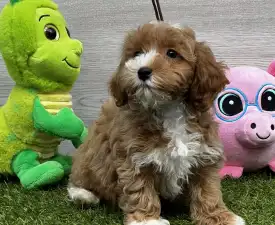 Zeusz - Maltipoo eladó kiskutya