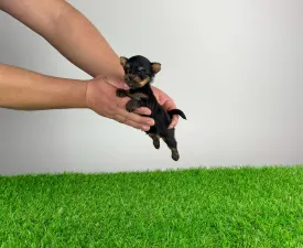 Pancho - Yorkshire Terrier Puppy for sale