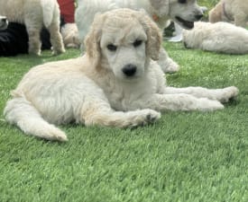 Piros  - Poodle Standard Puppy for sale