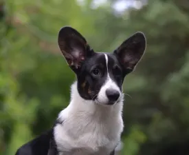 Kolonels Mendenhall  - Cardigan welsh corgi eladó kiskutya