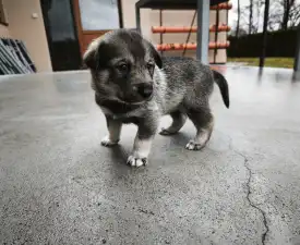 Andy - West Siberian Laika Puppy for sale