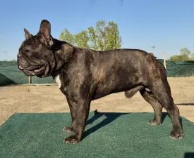 Enzo - Francia bulldog eladó kiskutya