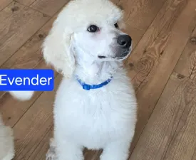 Giant Miracles Extazy Price Of Elagance Evander - Óriás uszkár eladó kiskutya