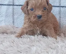 Leonard - Cavapoo Puppy for sale