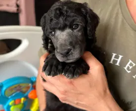 Silver Male - Óriás uszkár eladó kiskutya