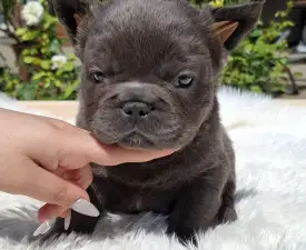 Glória  - French Bulldog Puppy for sale